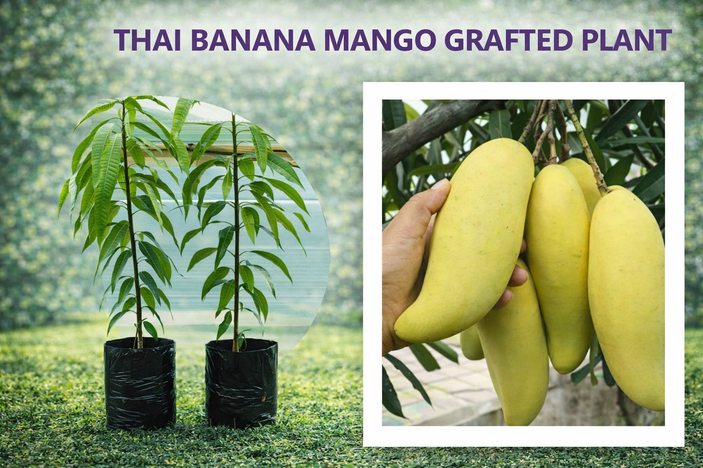 Thai Banana Mango – Grafted Plant