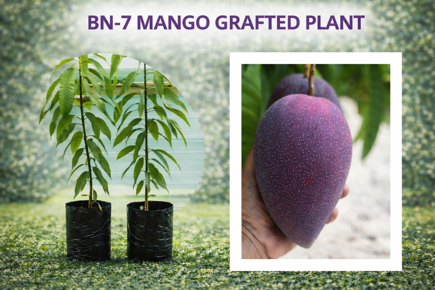 BN-7 Mango – Grafted Plant
