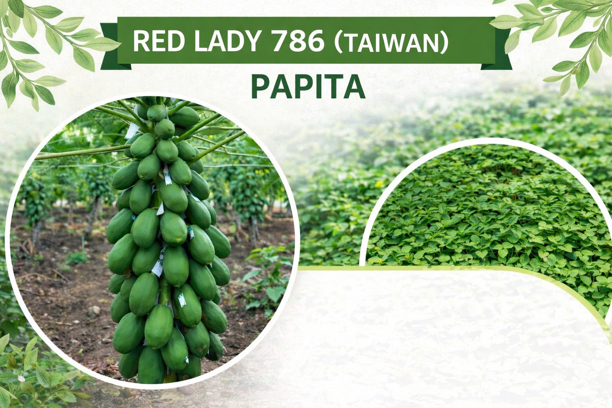 Red Lady Papita