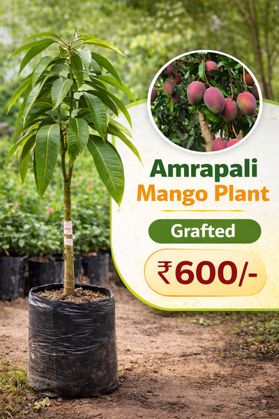 Amrapali Mango – Grafted Plant